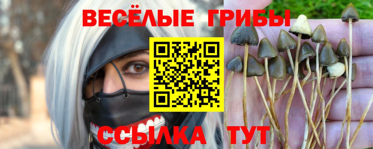 Псилоцибиновые грибы мицелий Владикавказ